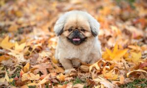 膣トレ女性専用レッスンの効果と参加方法は？