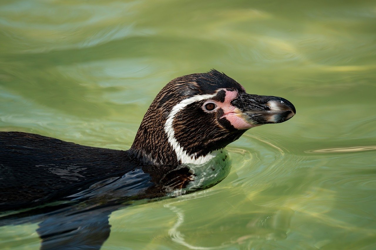 膀胱ケアに効果的な漢方薬はどれですか？