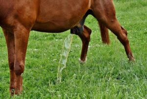 尿もれの失敗をしないための効果的な方法は？