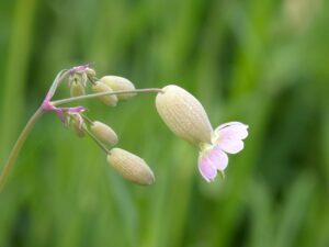 膀胱ケアに効果的な市販薬はどれですか？